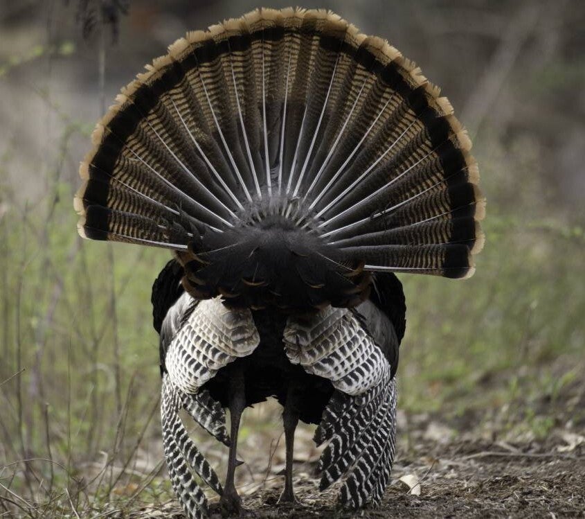 MDC May 25 virtual program to focus on mounting turkey fans Missouri